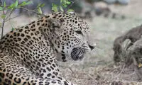 خفت کردن پلنگ توسط سه ماده گراز +عکس