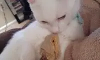 دوستی عجیب گربه و دراگون! +عکس