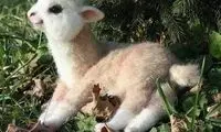 لبخند این بچه آلپاکا دلتان را خواهد برد