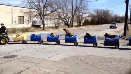 مردی که برای خوشحالی سگ هایش قطار ساخت!