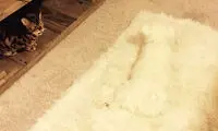 استتار در دنیای حیوانات خانگی!