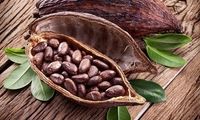 آیا پایان تولید شکلات در جهان نزدیک است؟