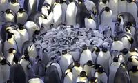 مهد کودک پنگوئن‌ ها! +عکس