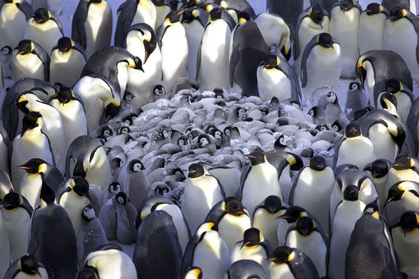 مهد کودک پنگوئن‌ ها! +عکس