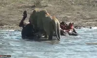 وضع‌ حمل بوفالو توسط شیر نر! +عکس