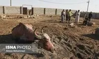درمان رایگان گاومیش‌های سوخته در هورالعظیم