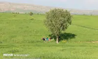 طبیعت بهاری کوهدشت