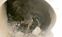 کشتار بی رحمانه 20 خوک وحشی در زنجان