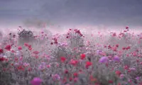 تصاویر زیبا از آرشیو نشنال جغرافیک‎