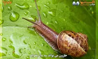 دانستنی‌ های جالب (26)