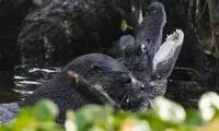 سمور دریایی که تمساح می‌خورد! +عکس
