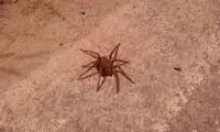 قاتلان بند انگشتی! +عکس