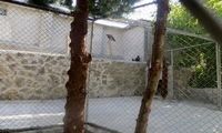 شرایط ناگوار حیات وحش در اصفهان +عکس
