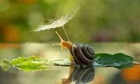 عکاسی ماکرو از دنیای حلزون ها +عکس