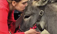 همه دنیا عاشق این خَر شدند و برایش غش و ضعف می‌کنند