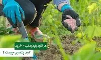 کود پتاس (پتاسیم) چیست ؟ [+ هر آنچه باید بدانید]