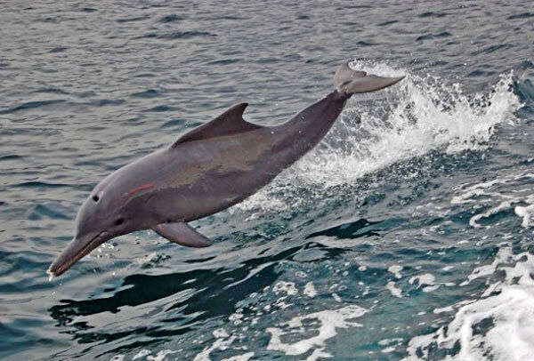 تصاویر دیدنی هجوم دلفین‌ها به سواحل قشم