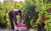 مروارید سرخ در دل کویر