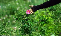 تصاویری از آغاز برداشت گل محمدی