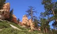 درختان بلند و عجیب در وسط بیایان +عکس