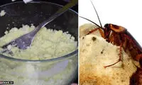 روش تهیه «سوسک کش» خانگی