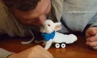 صندلی چرخدار برای خرگوش