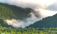 جنگل و جنگلبان؛ زخمی تبر و دشنه