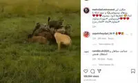 میناوند، رقبای پرسپولیس را به کفتار تشبیه کرد!