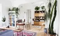 گیاهان آپارتمانی مناسب برای خانه‌های کم‌نور