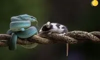 بوسه مرگ، افعی آبی یک موش را بلعید