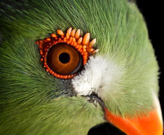 پرنده ای «فشن»با چشمانی زیبا! +عکس