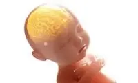 محافظت از جنین در برابر استرس مادر