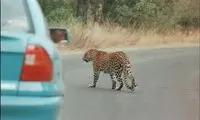 اگر جرات دارید از این جاده عبور کنید!!!