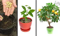 درختان میوه‌ای که خودتان می‌توانید بکارید