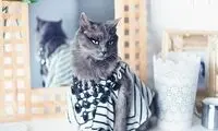 شیک ترین گربه دنیا! +عکس