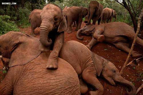 تصاویری جالب از فیل های آفریقایی یتیم!
