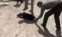سگ‌ کشی با اسید در شیراز! +عکس