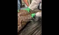 ببینید: زایمان عجیب تمساح به کمک پزشک!