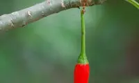 گونه ای مورچه با قدرتی اعجاب انگیز +عکس
