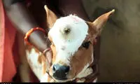 گوساله سه‌چشم، خدای جدید هندی ها!