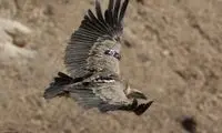 چه حیواناتی در ایران جاسوسی می‌ کردند؟
