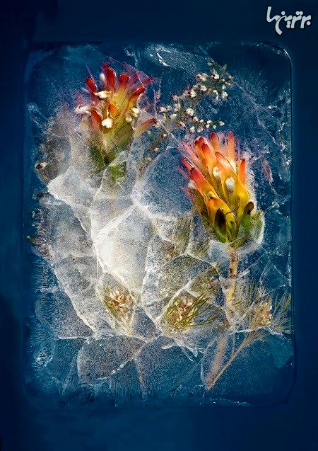 تصاویر بسیار زیبا از گل های یخ زده