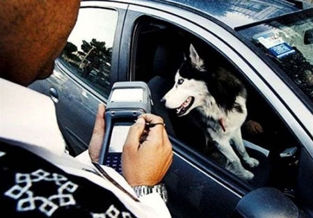 نظر پلیس درباره سگ‌گردانی و موتورسواری زنان