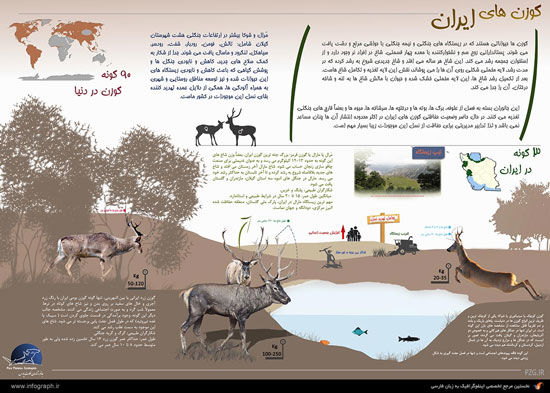 اینفوگرافی: انواع گوزن های ایرانی