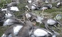 یک حادثه طبیعی عجیب!