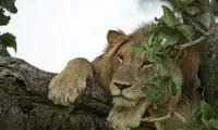 راهکارِ عجیب سلطان برای فرار از گرما
