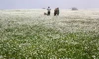 عکس: دشت گل‌های بابونه در اردبیل