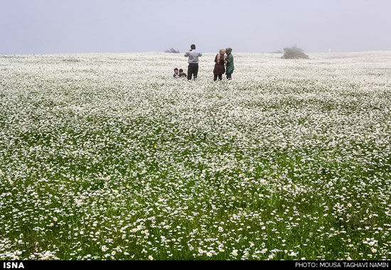 عکس: دشت گل‌های بابونه در اردبیل