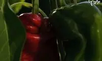 آموزش کاشت و برداشت فلفل در خانه