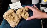 قیمت باورنکردنی یک قارچ؛ ۱۱۸هزار دلارِ ناقابل!